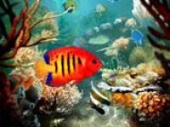 Tropical Fish 3D Photo Screensaver screenshot